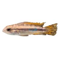 Pair Double Red - Apistogramma Cacatuoides 3cm