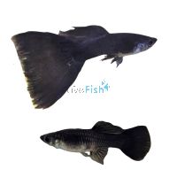 Pair Full Black Guppy 3.5cm