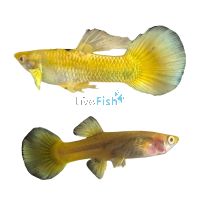 Pair Full Gold Guppy 3.5cm