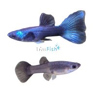 Pair Moscow Green Guppy 3.5cm