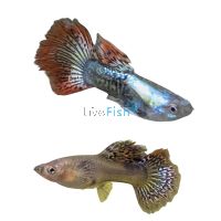 Pair Red Dragon Guppy 3.5cm