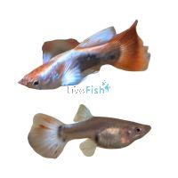 Pair Santa Claus Guppy 3.5cm