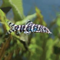 Pakistani Reticulate Loach 4cm