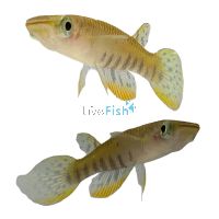 Panchax Werner's 5cm