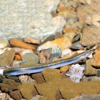 Golden Whiptail Kuhli Loach 5cm