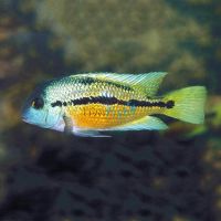 Parrot Cichlid 5cm