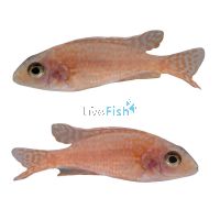 Peacock Cichlid Fire Fish 5cm