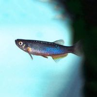 Pearl Danio 3.5cm