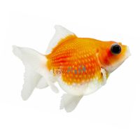 Assorted Pearl Scale Goldfish 5cm