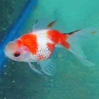 Pearlscale Goldfish 3cm