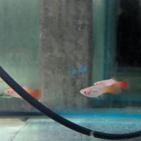 Peppermint Platy 4cm