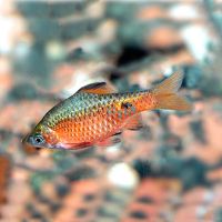 Male Rosy Barb 5cm