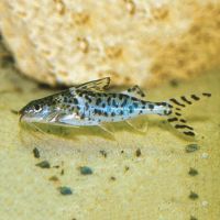 Pictus Catfish 5cm