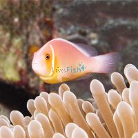 Pink Skunk Clownfish - Medium