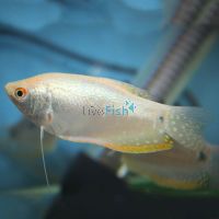 Platinum Gourami XL 9cm