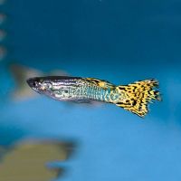 Assorted Male Cobra Guppy 3.5cm