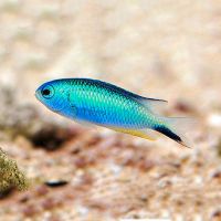 Allens Damselfish - Medium