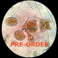 Live Rotifers Fresh / Brackish 200K - Small Strain (PRE-ORDER)