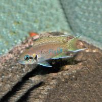 Princess Cichlid 3.5cm