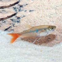 Glass Bloodfin Tetra 3.5cm