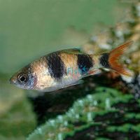 Arulius Barb -Wild 5cm