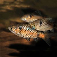 Odessa Barb 4cm