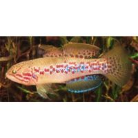 Purple Spotted Gudgeon - Utchee Creek 3cm