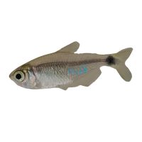 Racoon Tetra 2cm