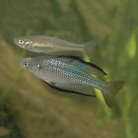 30x Murray River Rainbow 4-5cm