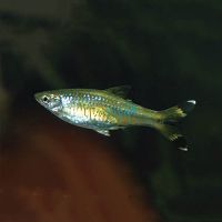 Black Scissortail Rasbora 4cm 