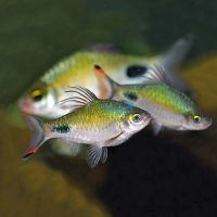 RedFin Black Spot Barb 4cm