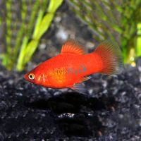 Red Platy 4cm