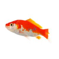 Red & White Comet 9cm