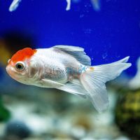 Red Cap Oranda 9cm