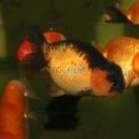 Red Ranchu 12cm