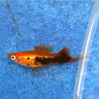Red Tuxedo Swordtail 5cm