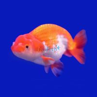 Red & White Ranchu 9cm