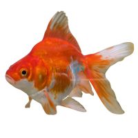 Red & White Ryukin 12cm