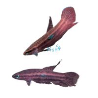 Betta Red Wine 4cm