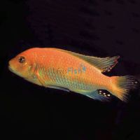 Red Zebra 5cm - Pulu Point