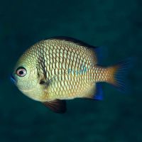 Reticulate Damselfish - Medium