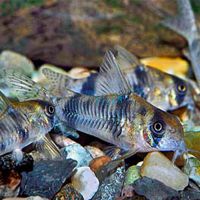 Corydoras Reynoldsi - Bumblebee Cory 3.5cm