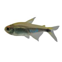 Rio Metae Purple Tetra - Wild Caught 3cm 