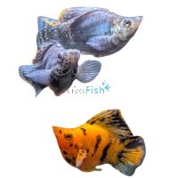 Sailfin Balloon Molly 4cm