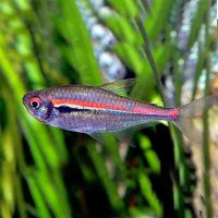 Scarlet Amapa Tetra 2cm 