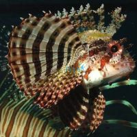 Shortfin Lionfish - Medium