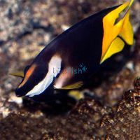 Rabbitfish - Bicolour 'Haz' - Medium