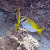 Double Bar Rabbitfish - Medium