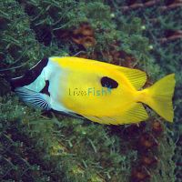 Foxface Rabbitfish - Medium