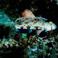 Signal Goby - Medium